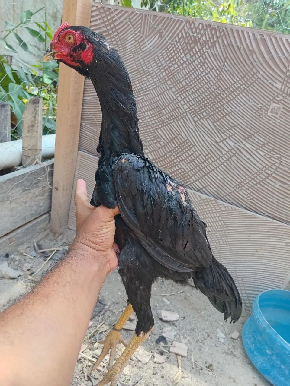Frango mura - Foto 2