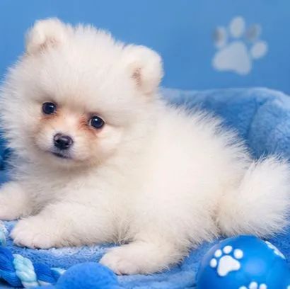 BB LINDO SPITZ ALEMÃO  - Foto 5