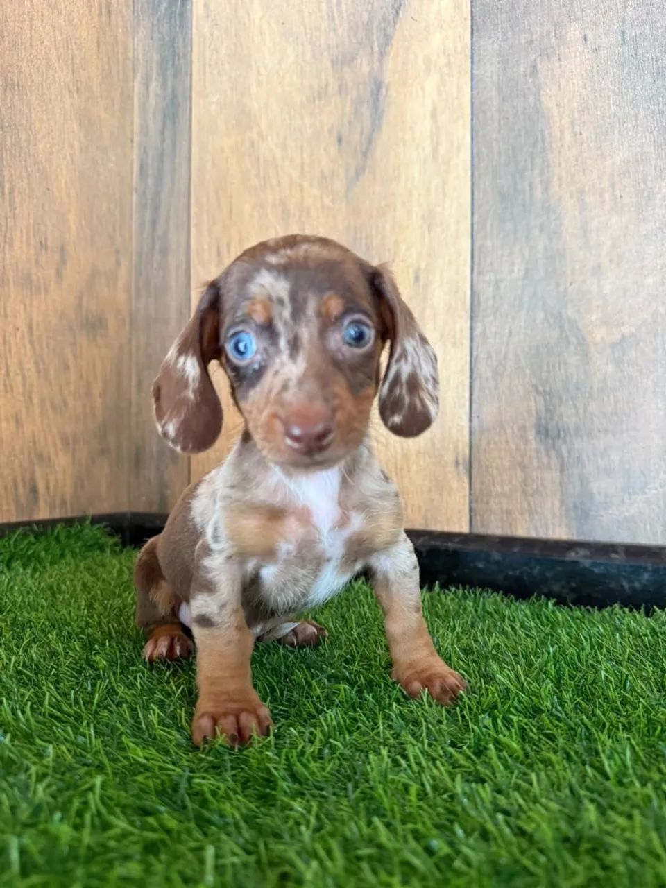 dachshund salsichinha  - Foto 3