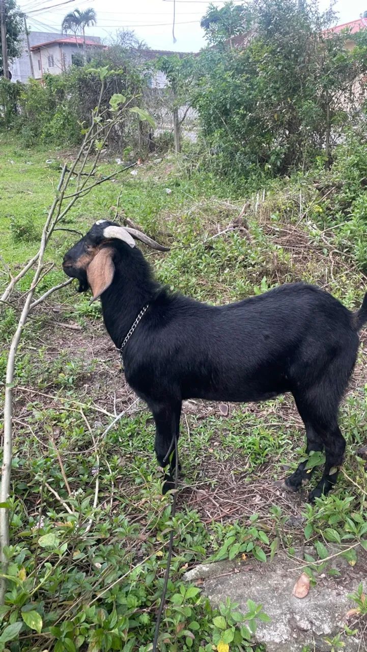 Vendo bode preto 