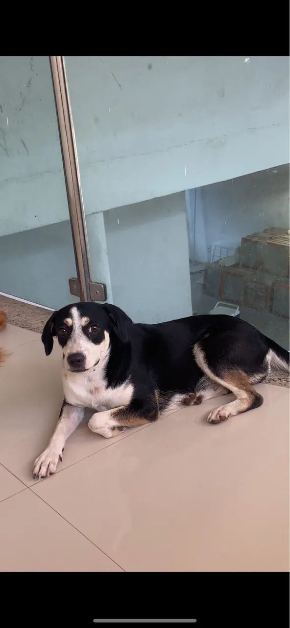 doação de cachorro 
