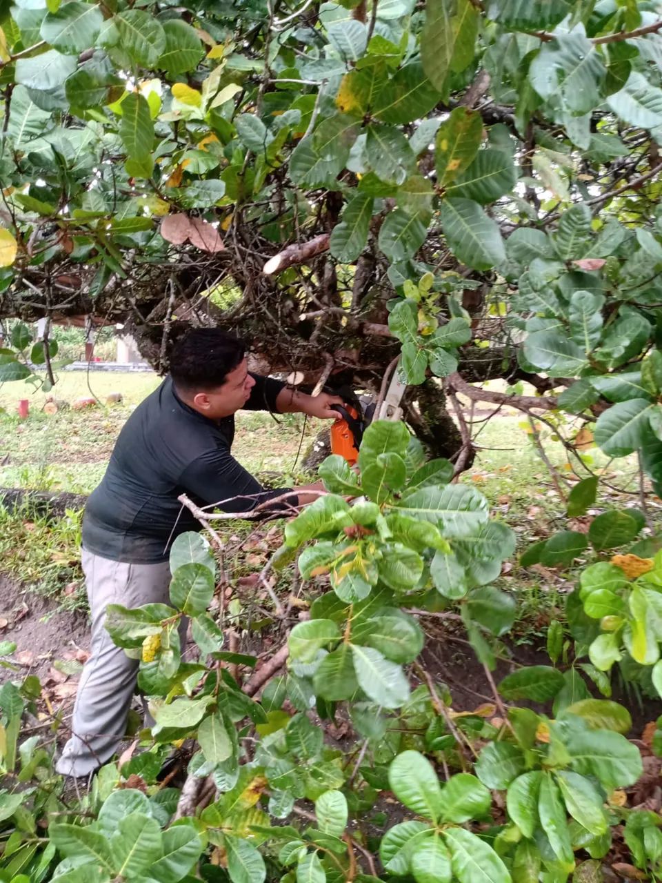 JPS Poda de Árvores  - Foto 4