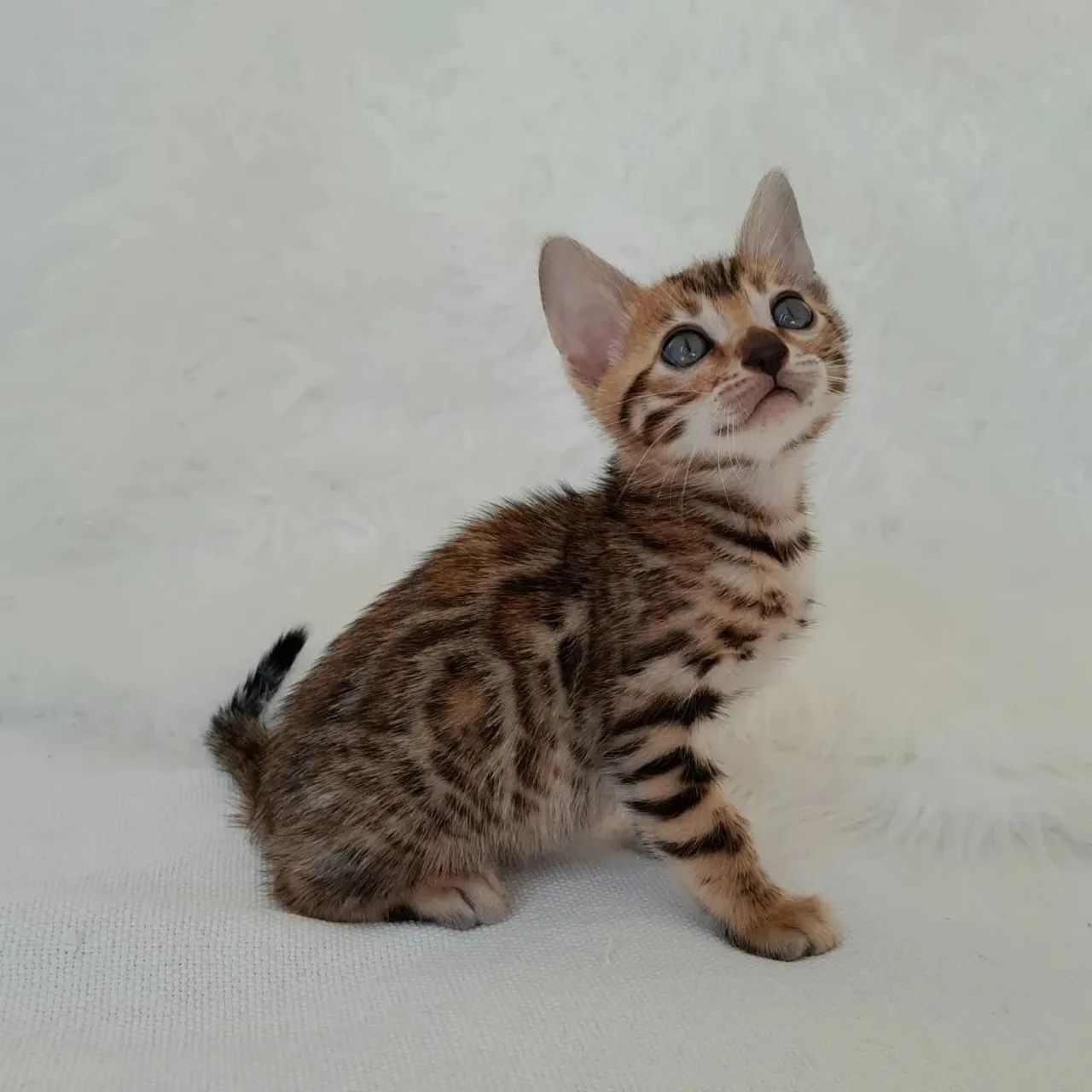 BENGAL CAT FILHOTES - Foto 4