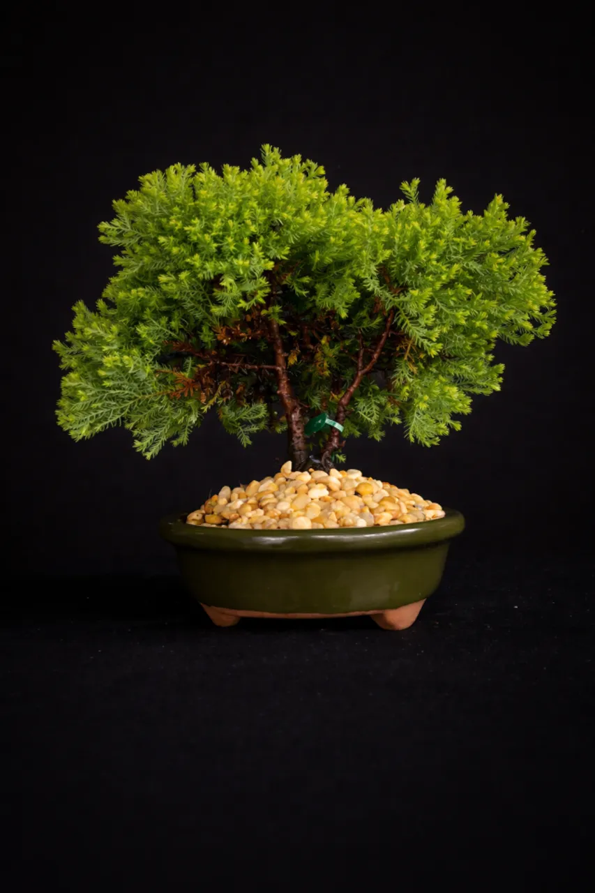 BONSAI出品 Bonsai Ficus Panda Produzindo / Vaso de Cerâmica Azul Lava