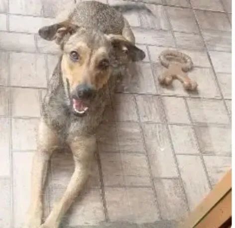 Doação de cachorra fêmea  - Foto 4