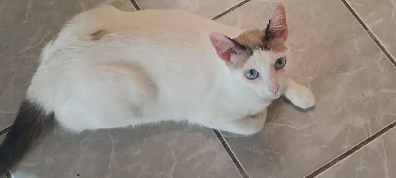 Adoção responsável