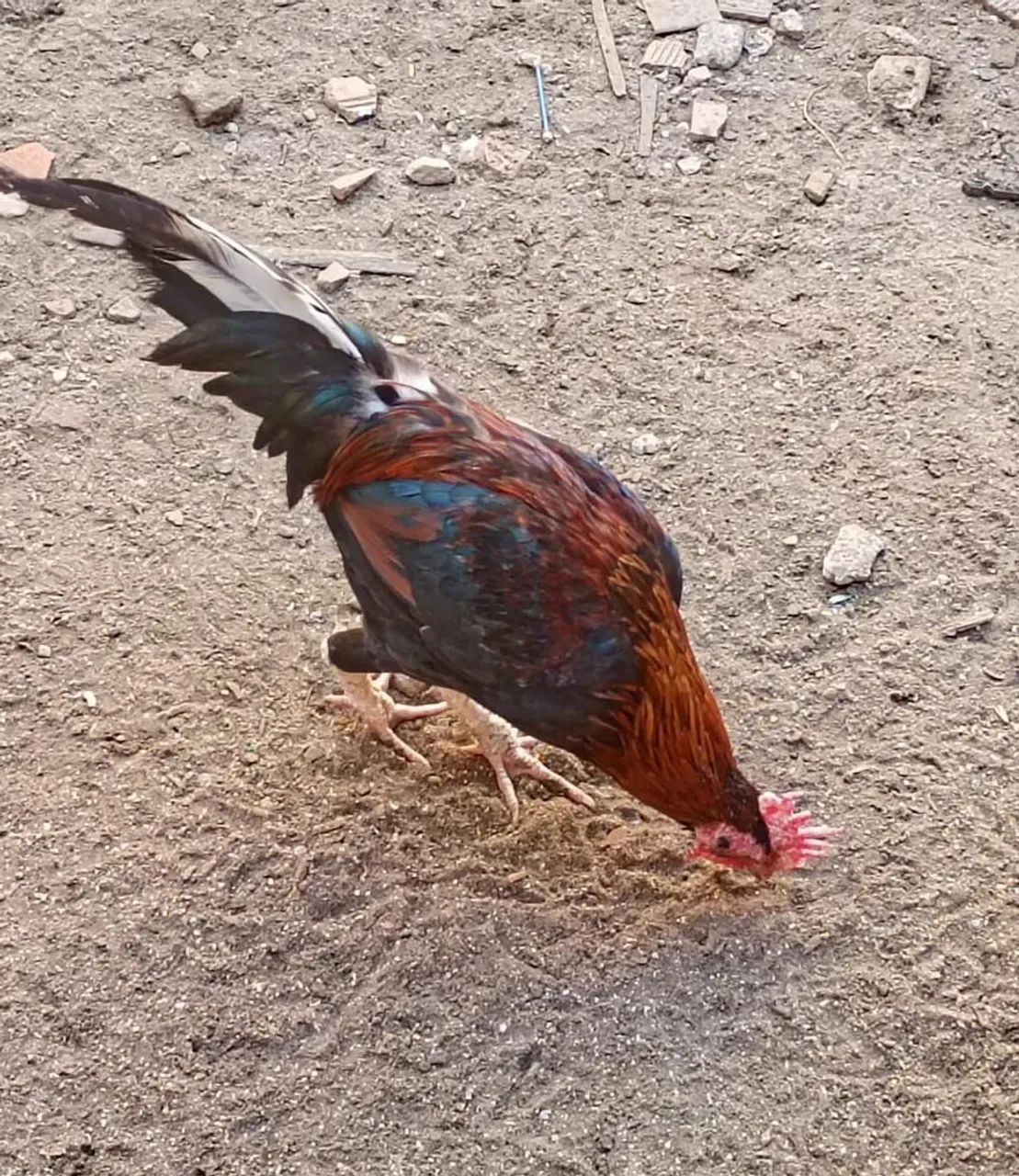 Galos e galinhas para venda ou troca - Foto 4