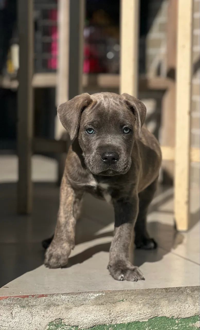 Filhote de Cane Corso - Foto 2