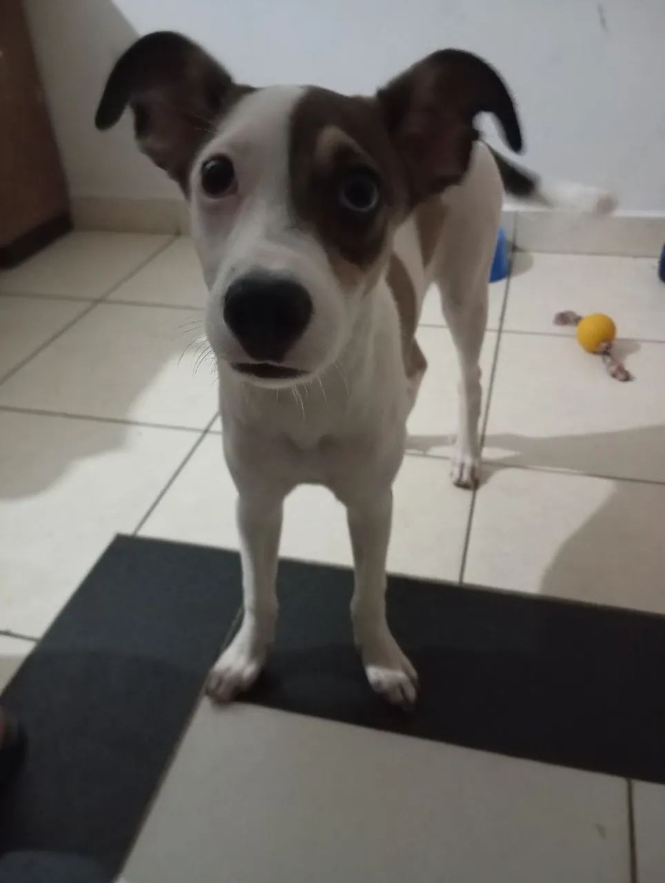 Cachorrinha para Doação  - Foto 2