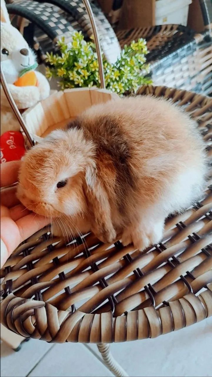 COELHO MINI LOP MACH - Foto 2