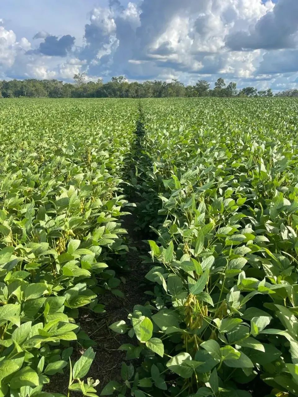 Fazenda a venda, em Redenção - Pará!!! - Foto 4