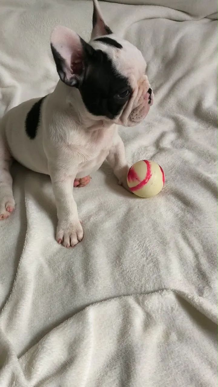 Bulldog francês macho  - Foto 5
