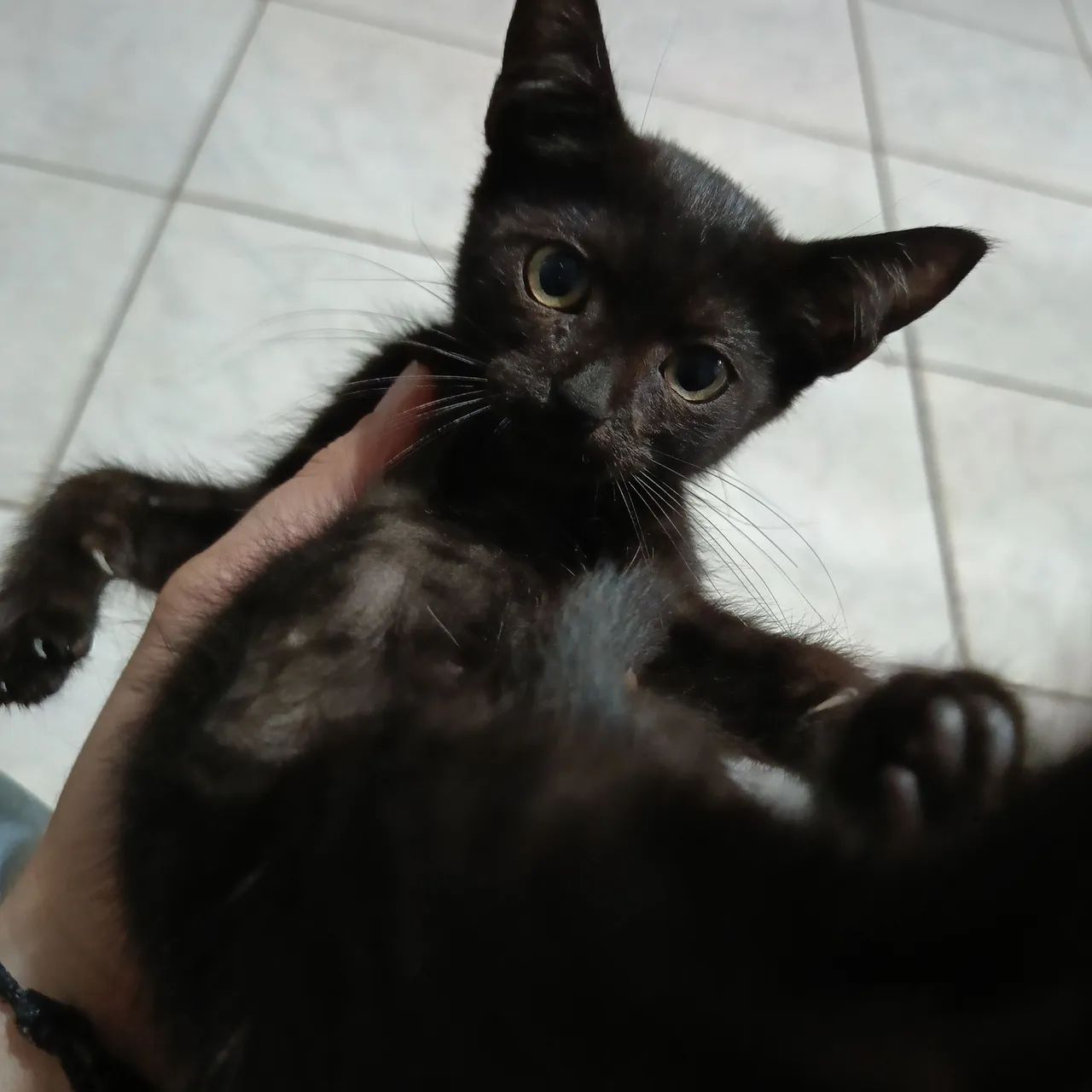 Doa-se filhote de gato - Foto 2