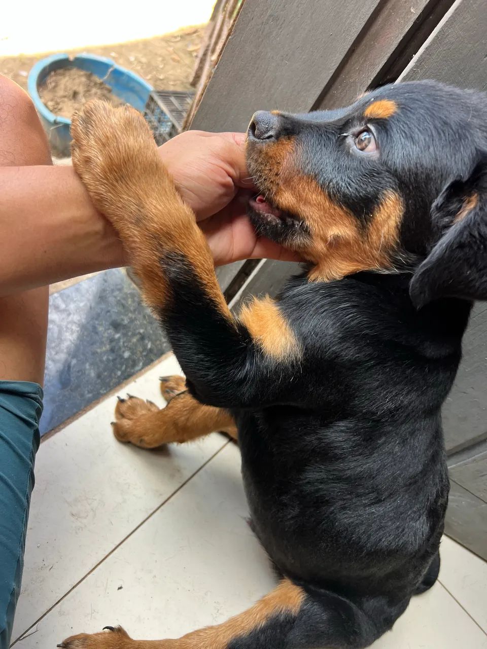 Rottweiler macho  - Foto 2