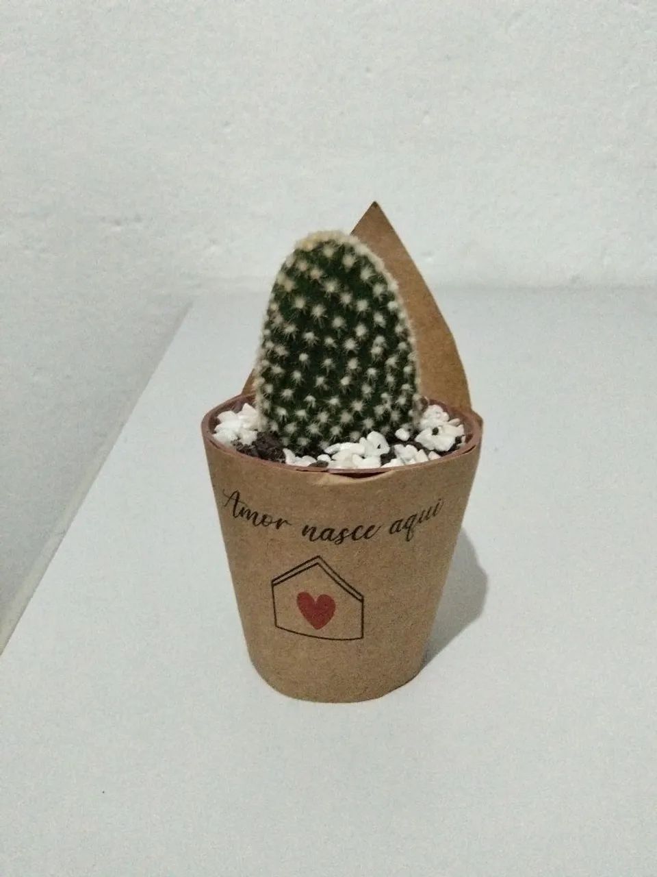 Cacto
