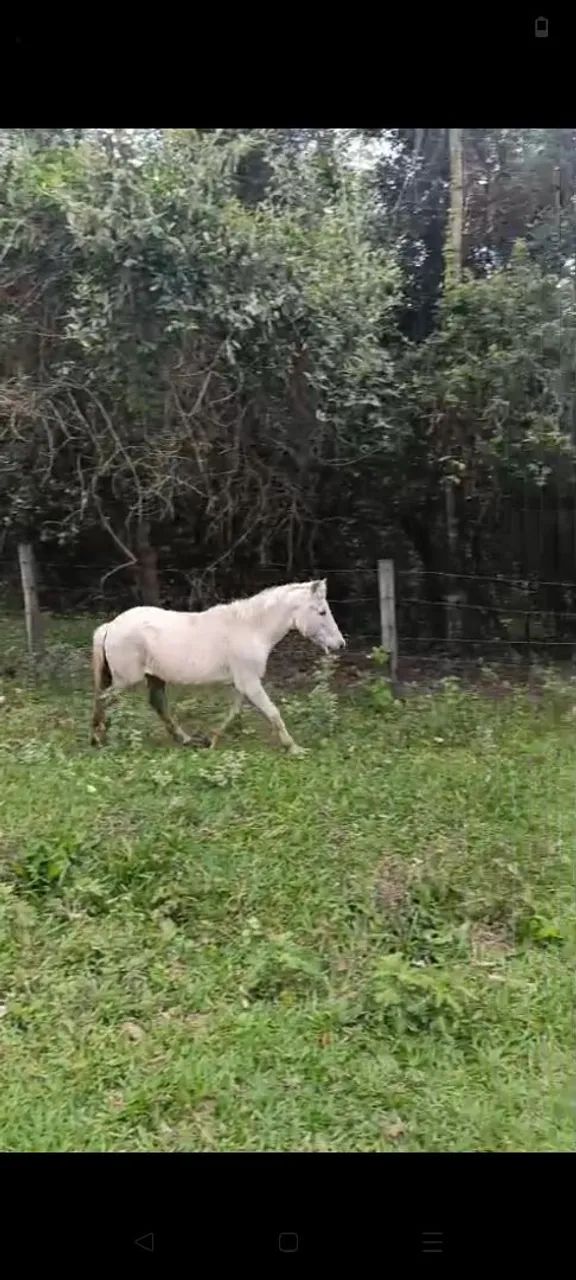 Vendo um pônei 