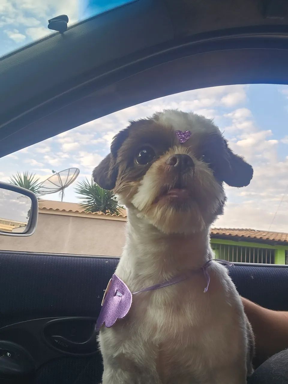 Shitzu femea  - Foto 2