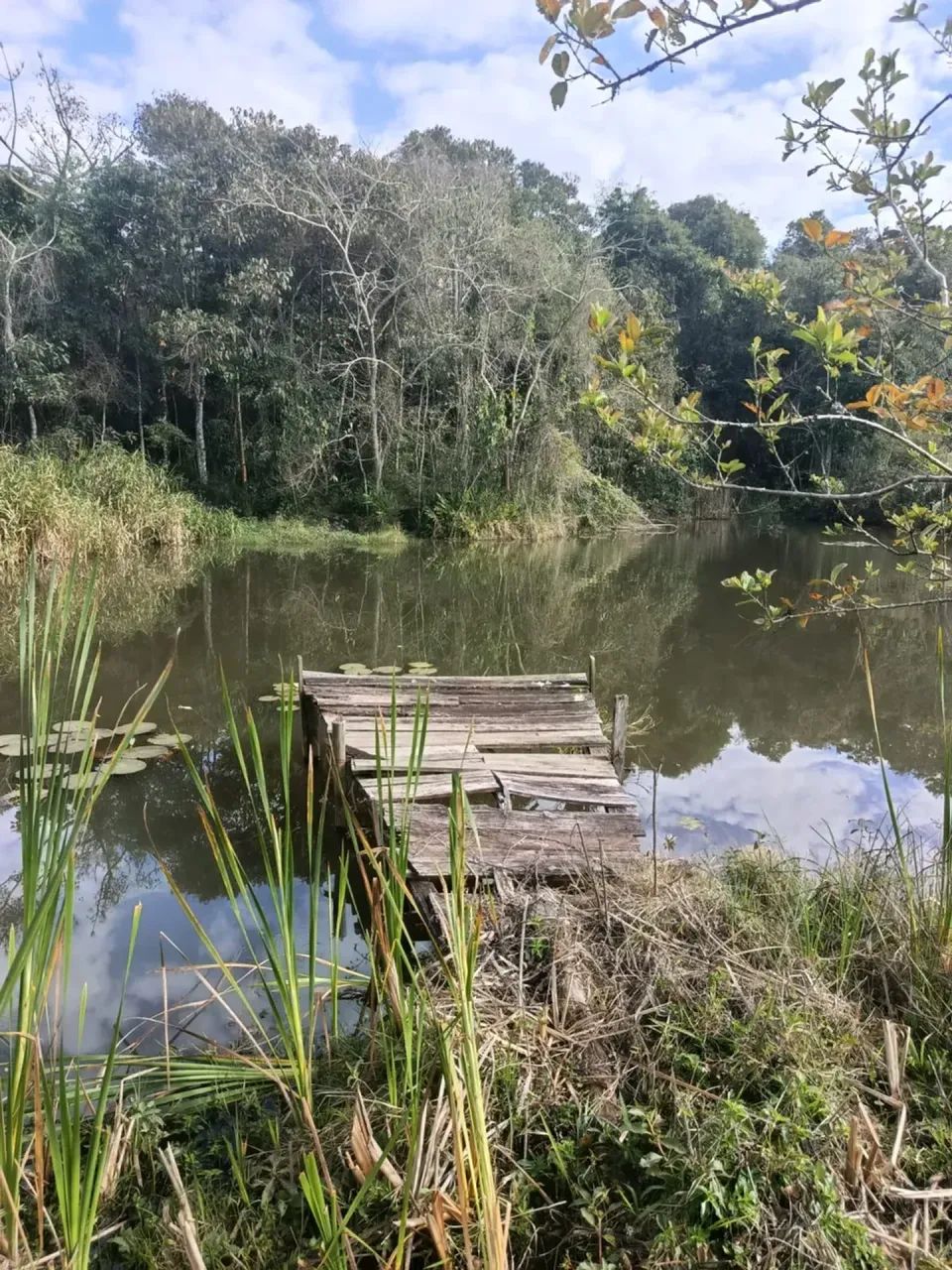 Terra fortes - Foto 4