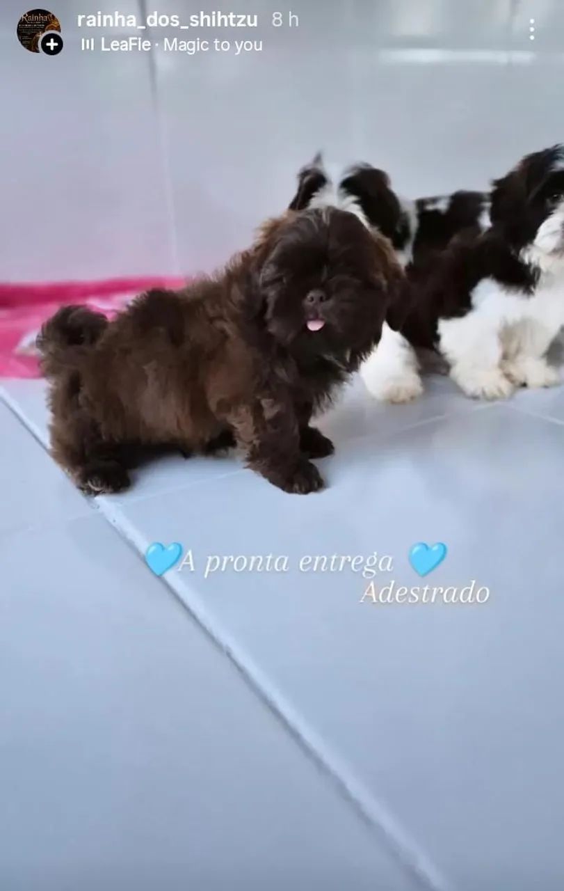 Mini shih-tzu 