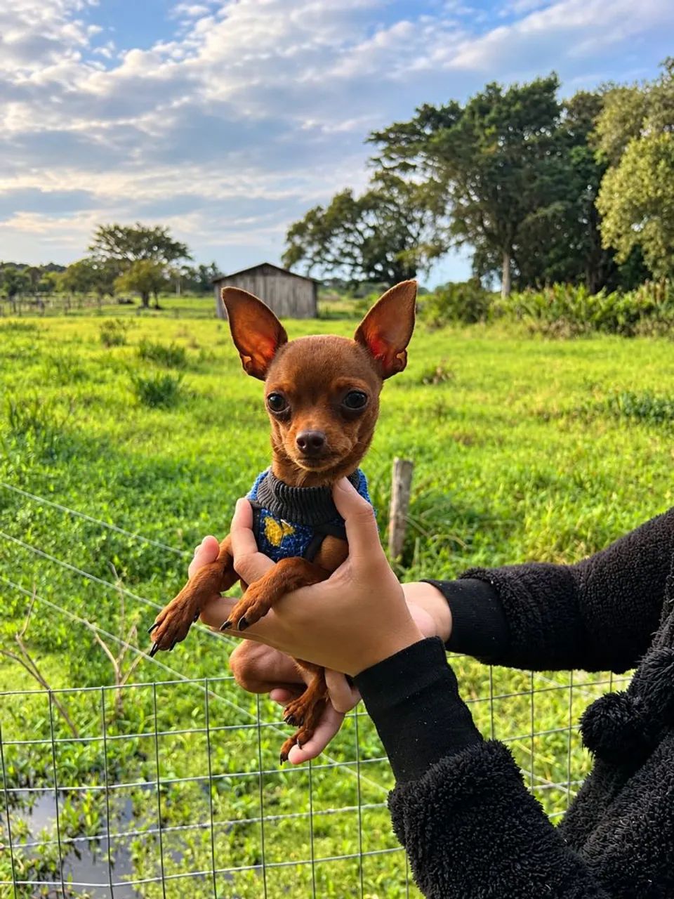 Pinscher macho 0 para cruzar. - Foto 3