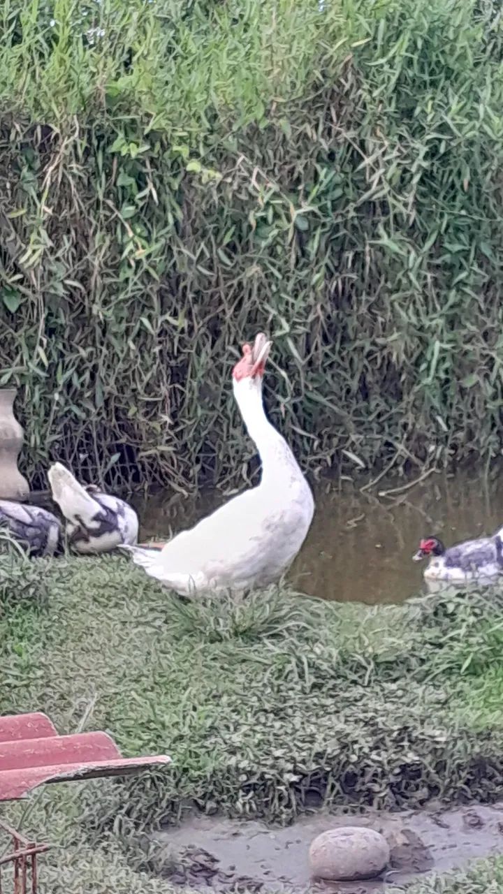 Vendo Pato Mula - Foto 4
