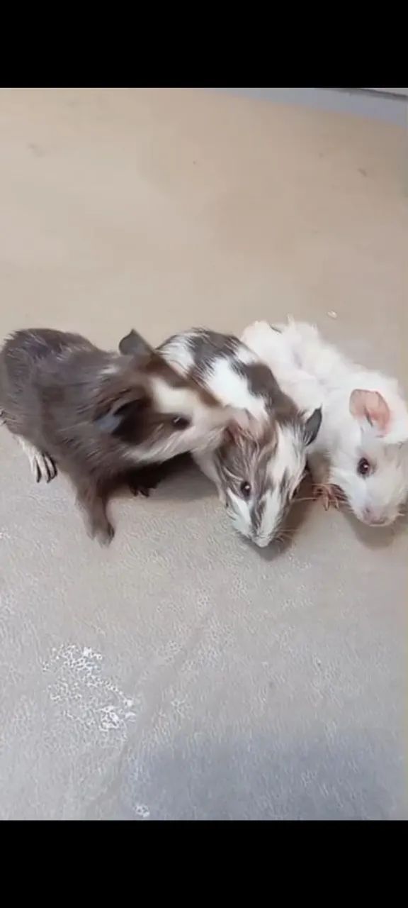 Porquinho da índia  - Foto 2