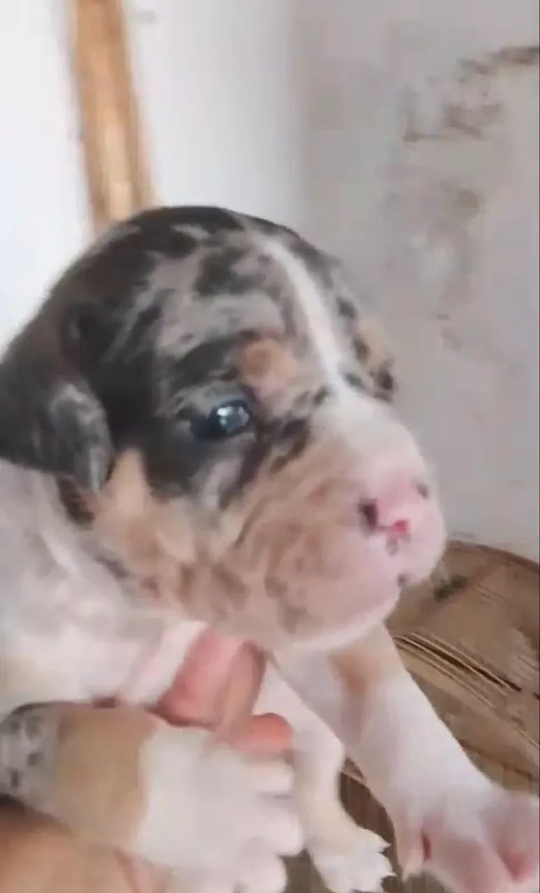 American Bully Pocket  - Foto 2