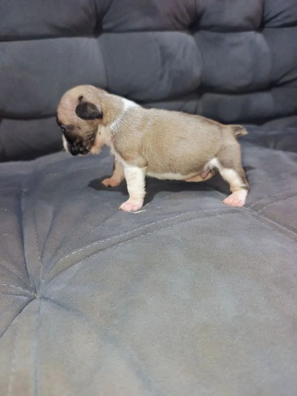 Bulldog francês  - Foto 4