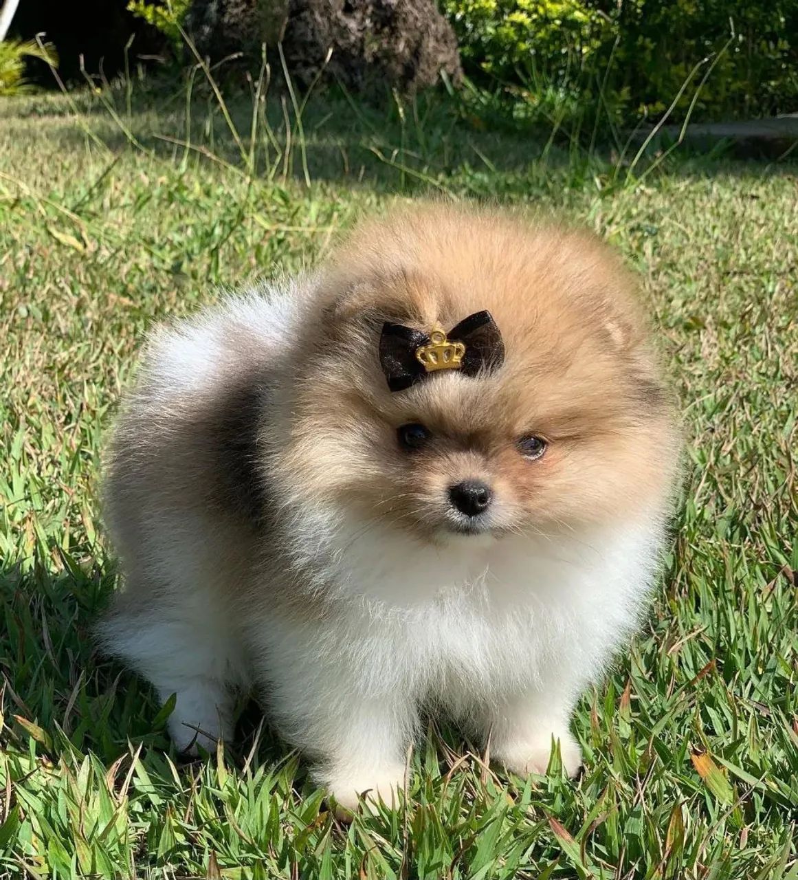 Spitz Alemão/ Lulu da Pomerânia  - Foto 3