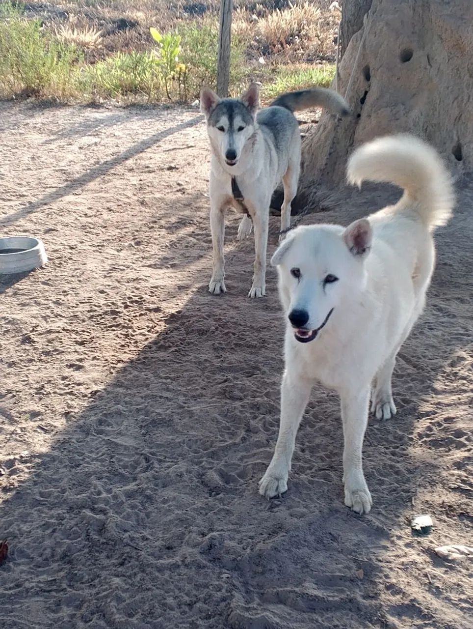 Cachorro para adoção  - Foto 2