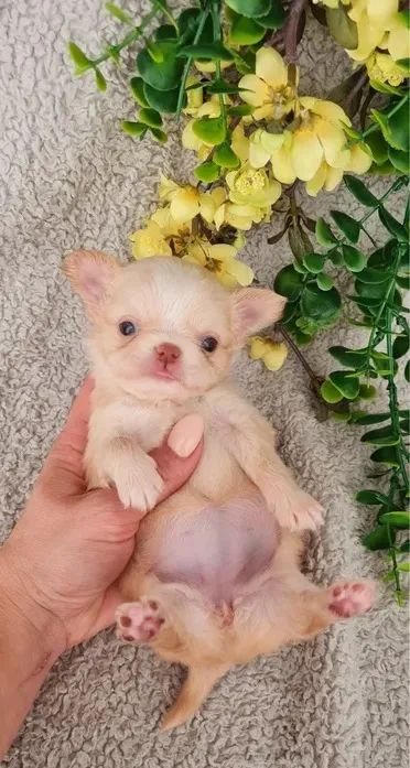 Bebezinho Chihuahua saudável com contrato e garantia de saúde
