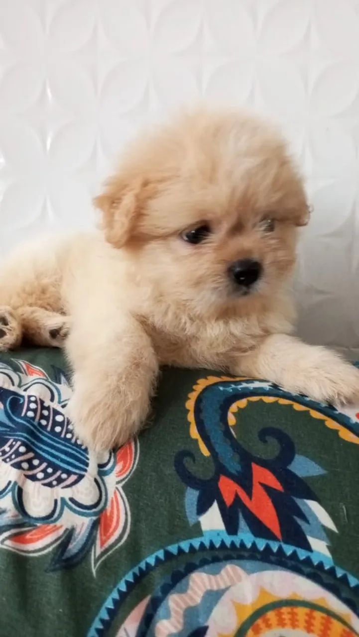 Lhasa apson macho - Foto 2