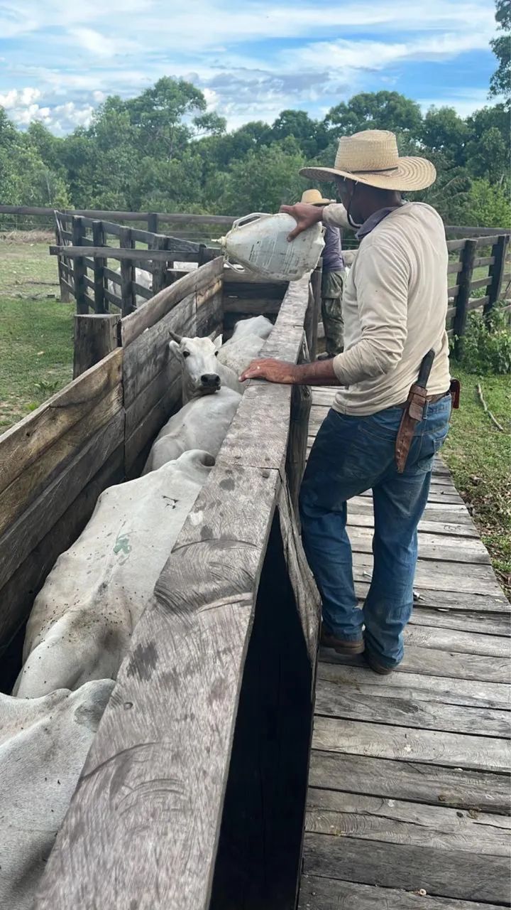 Fazenda aptidão pecuária a 140 km de Cuiabá 