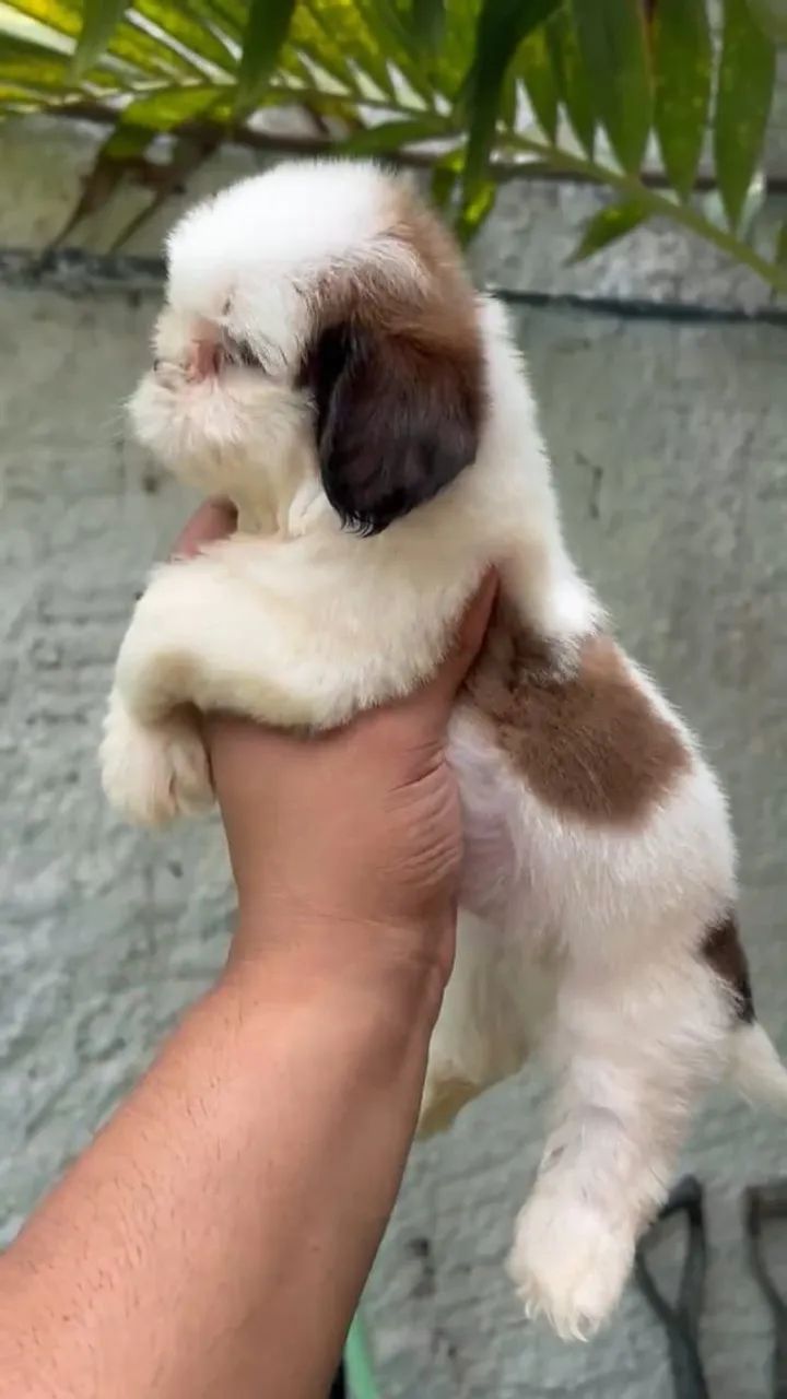 SHIH TZU RESERVAS ABERTAS - Foto 5