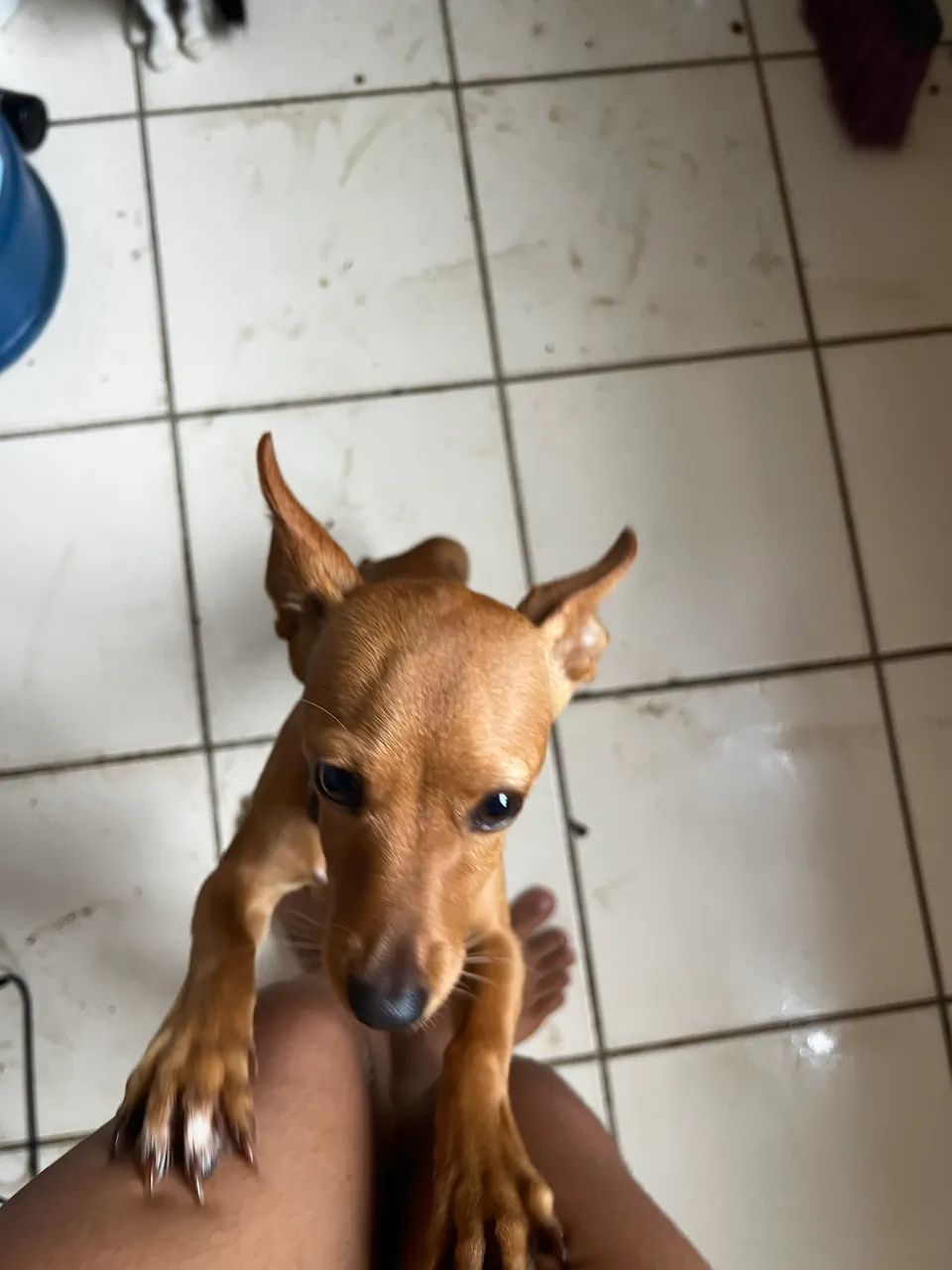Vende-se pinscher
