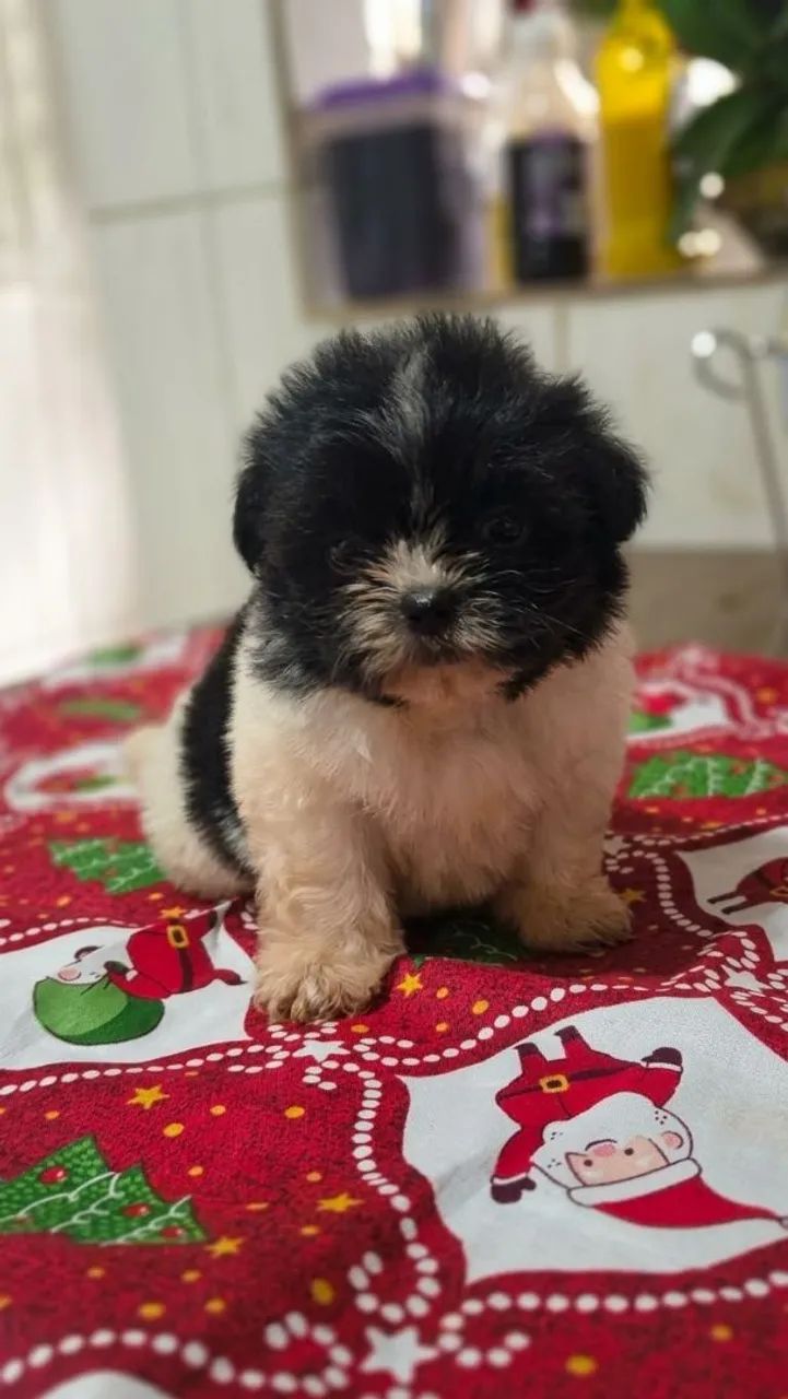 Lindos Filhotes de Shih Tzu