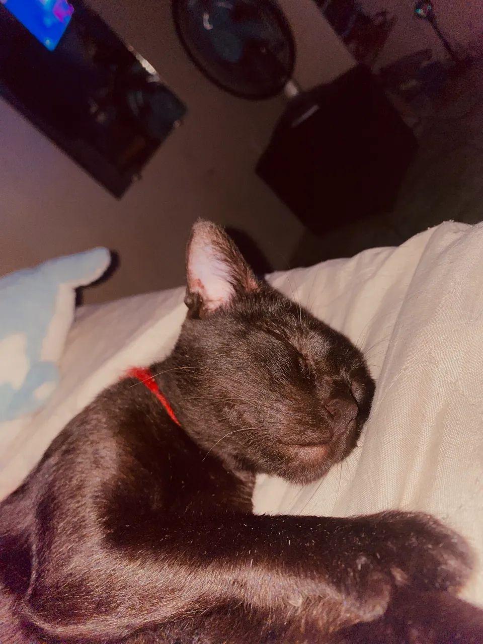 Filhotes de gato