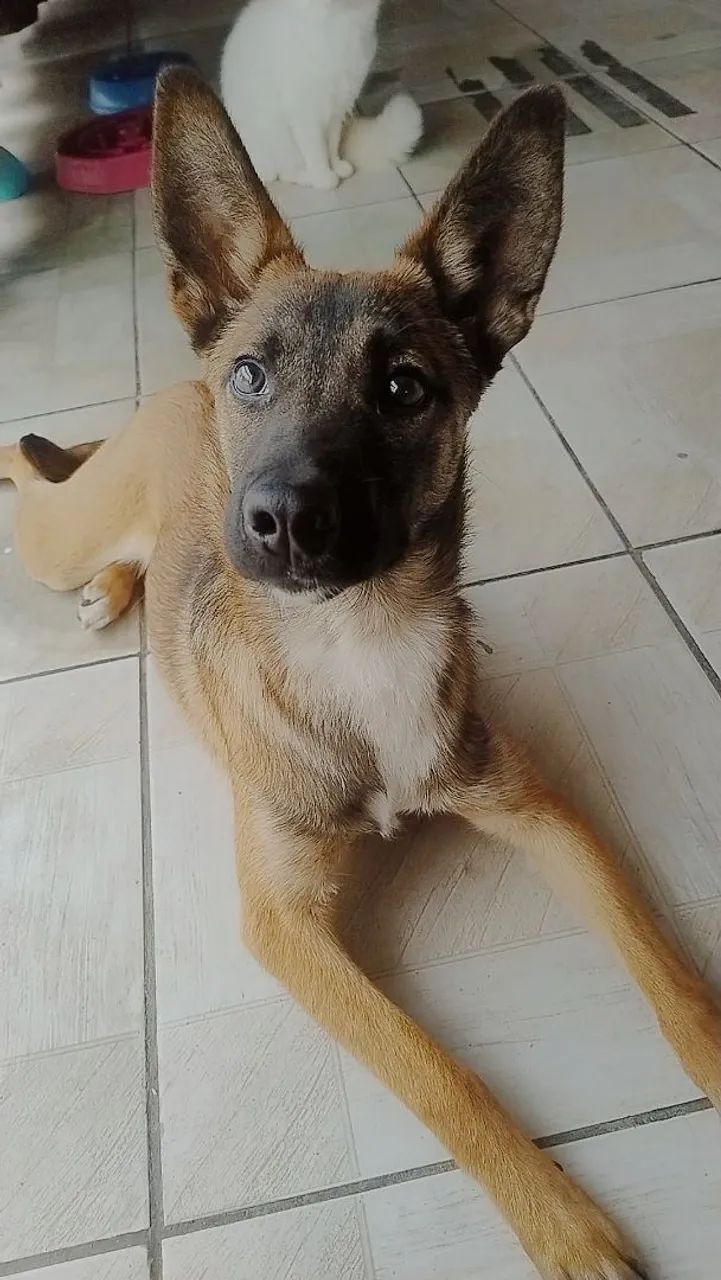 Mistura de pastor malinois 