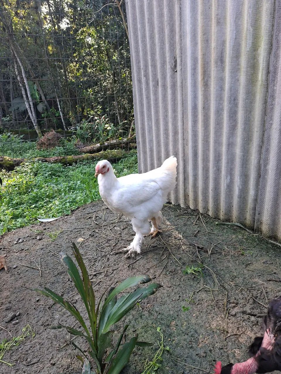 Frango Brahma White 