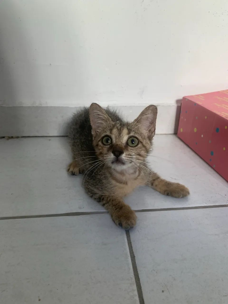 Gatinho de 2 meses para doação 