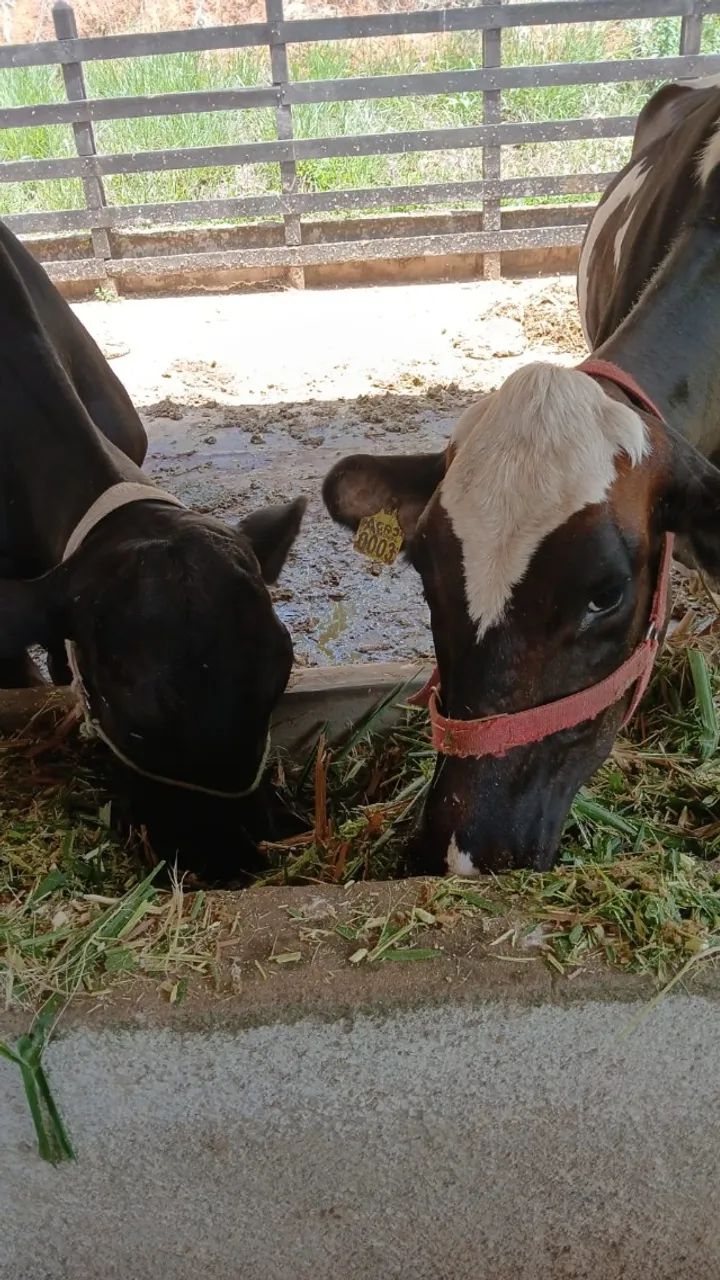 Venda de 6 Vacas, 1 Touro, 1 Bezerra + 1 Ordenhadeira Balde ao Pé Completa - Foto 3