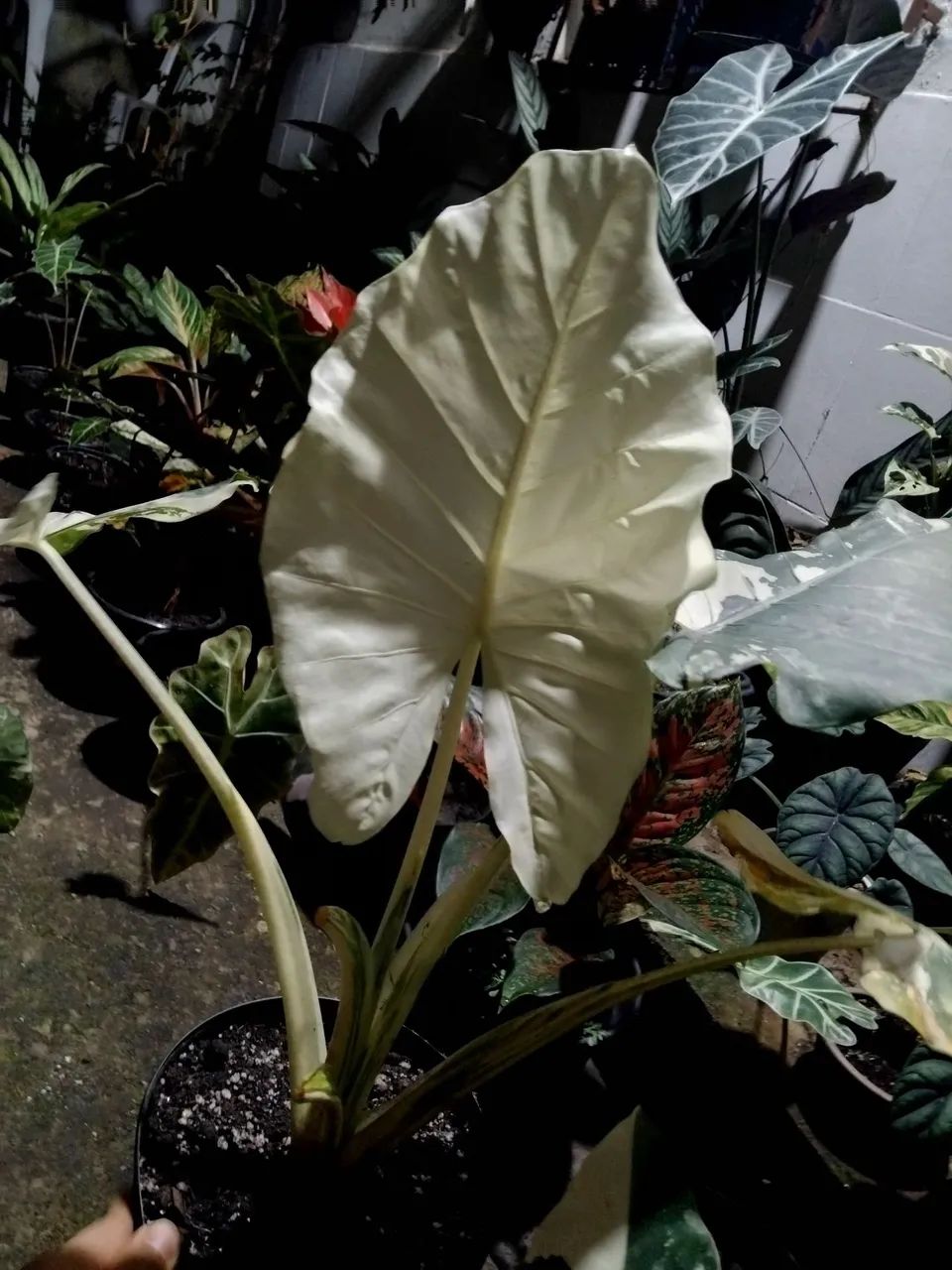 Alocasia Macrorrhiza Variegata (mudas) - Foto 6