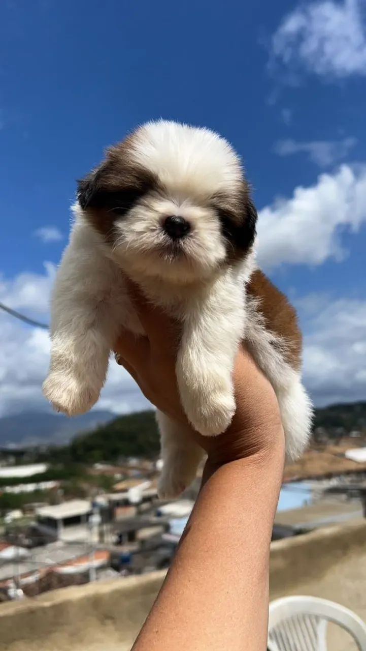 Cachorro - Foto 4
