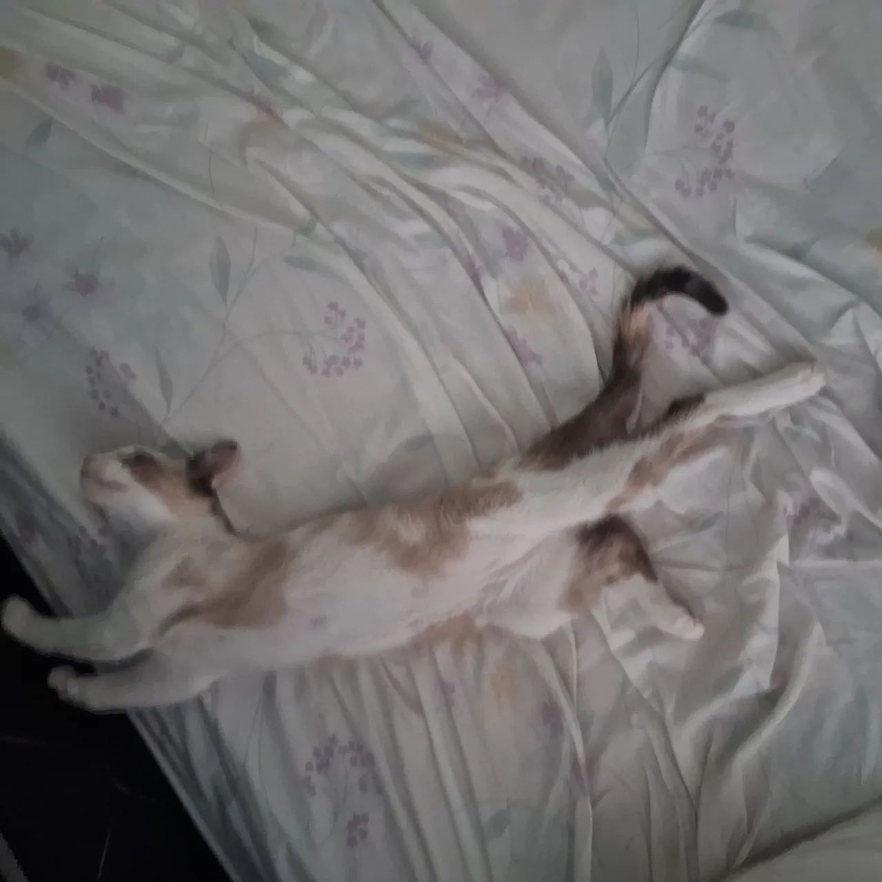 Doa-se gata vacinada e vermifugada - Foto 2