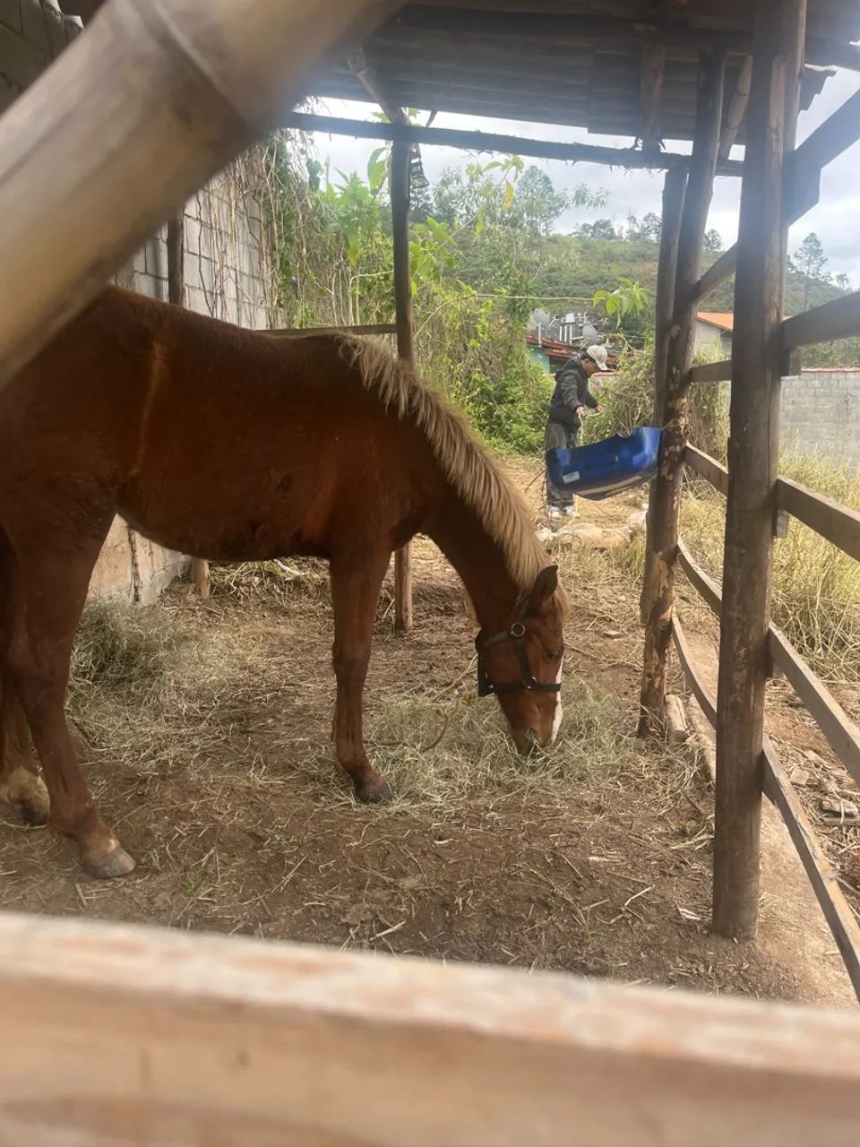 Cavalos  - Foto 2