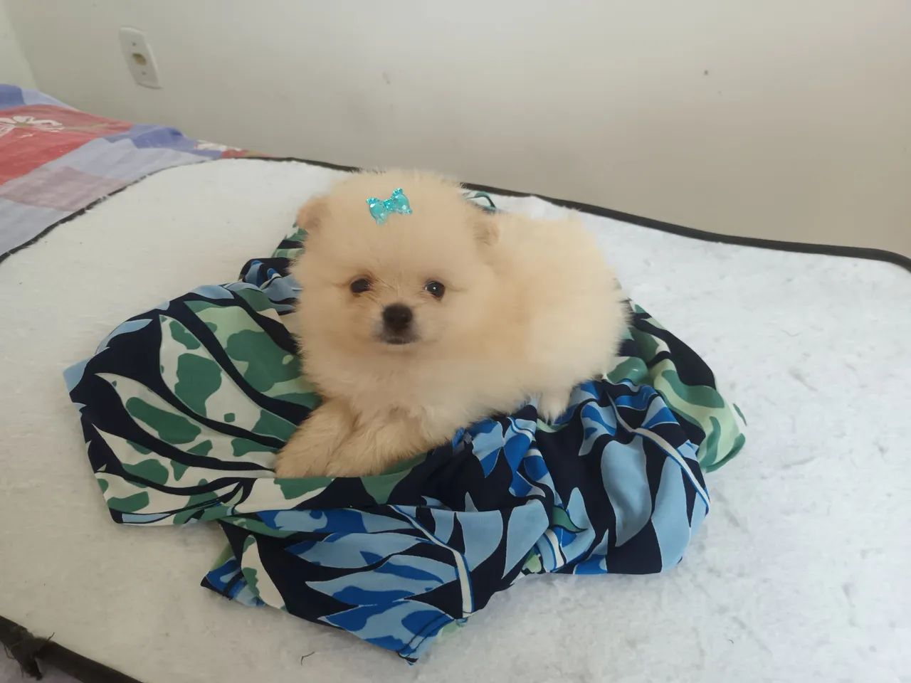 Lulu e  spitz lindos  - Foto 3
