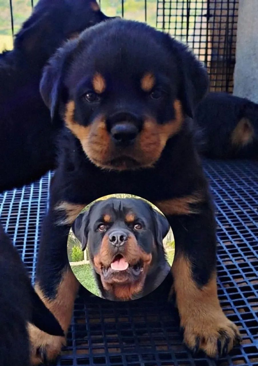 ROTTWEILER FILHOTE 