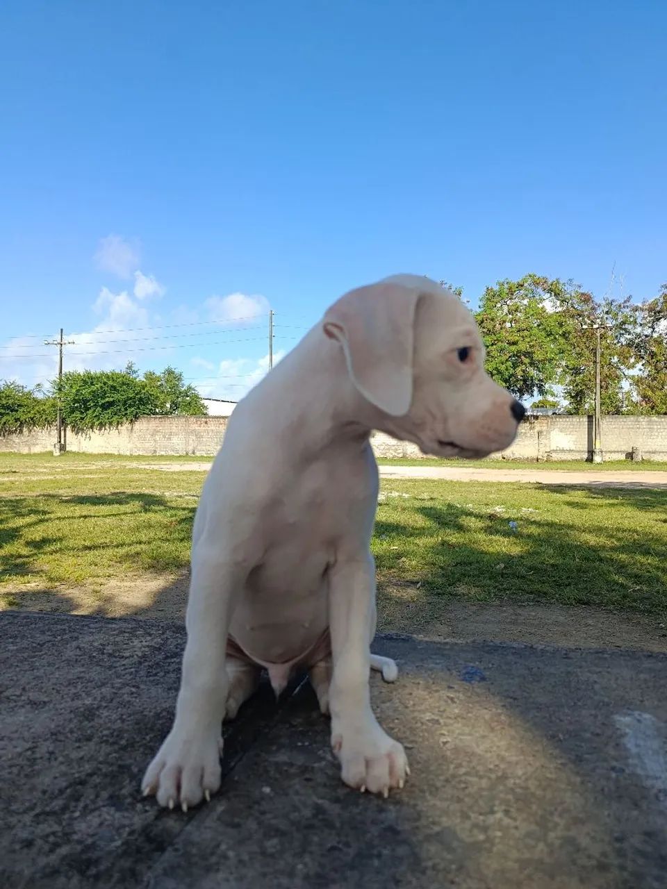 Boxer  - Foto 2