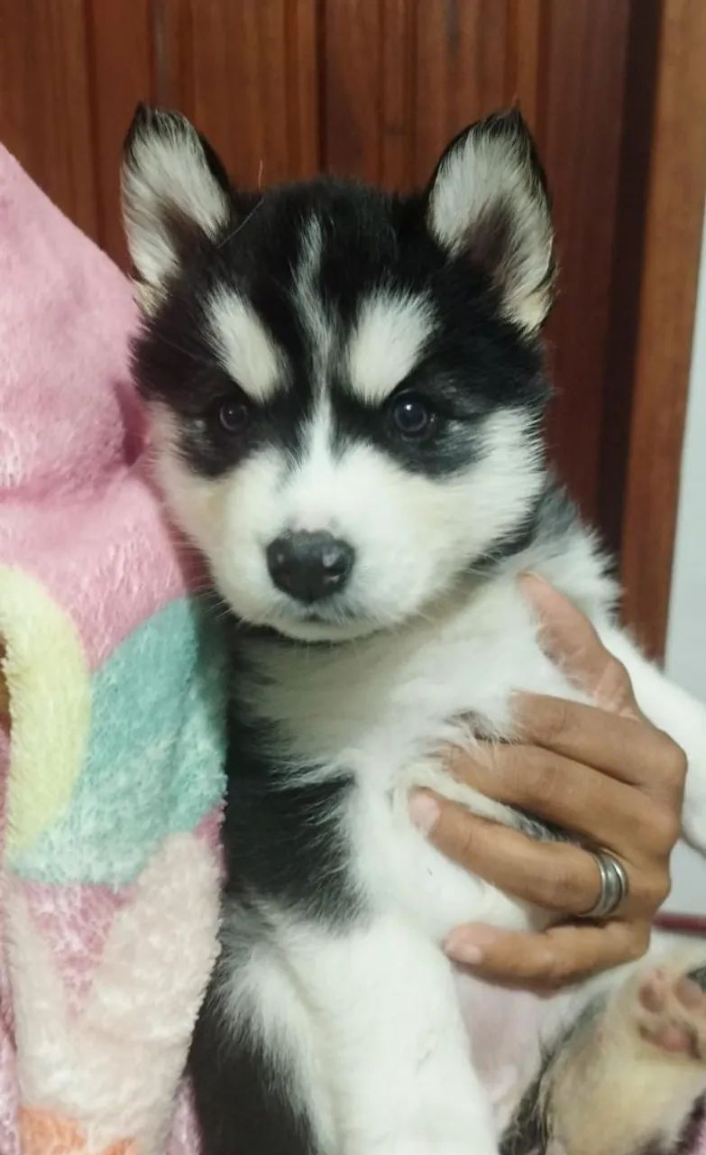 Vendo filhotes de husky - Foto 2