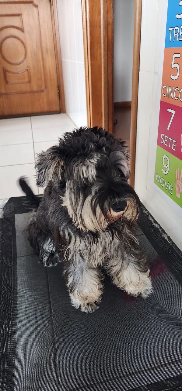 Schnauzer - Foto 3